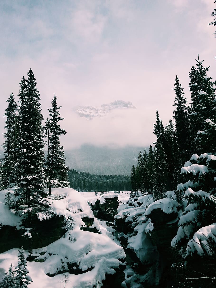 canada, athabasca falls, jaser, alberta, tree, plant, winter HD wallpaper