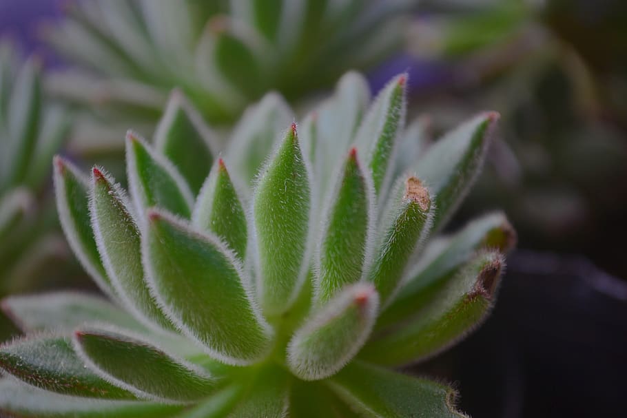green, plant, growth, green color, close-up, beauty in nature HD wallpaper