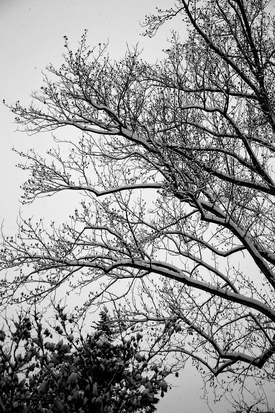 plant, tree, tree trunk, Snow, silhouette, abies, fir, banister HD wallpaper