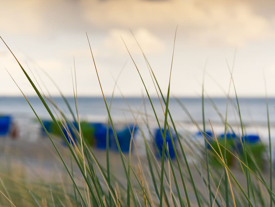 reed, beach, sea, grass, clouds, plant, sand, vacations, relaxation HD wallpaper