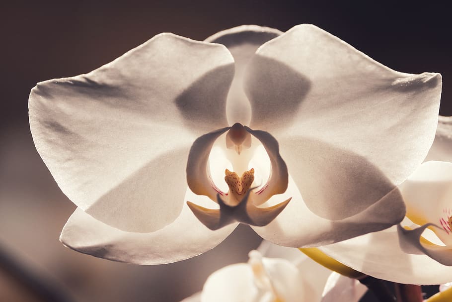 orchid, blossom, bloom, close up, plant, phalaenopsis, white HD wallpaper