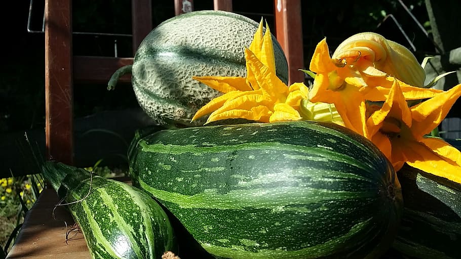 Daily harvest: zucchini, zucchini flowers and melons!, freshness HD wallpaper