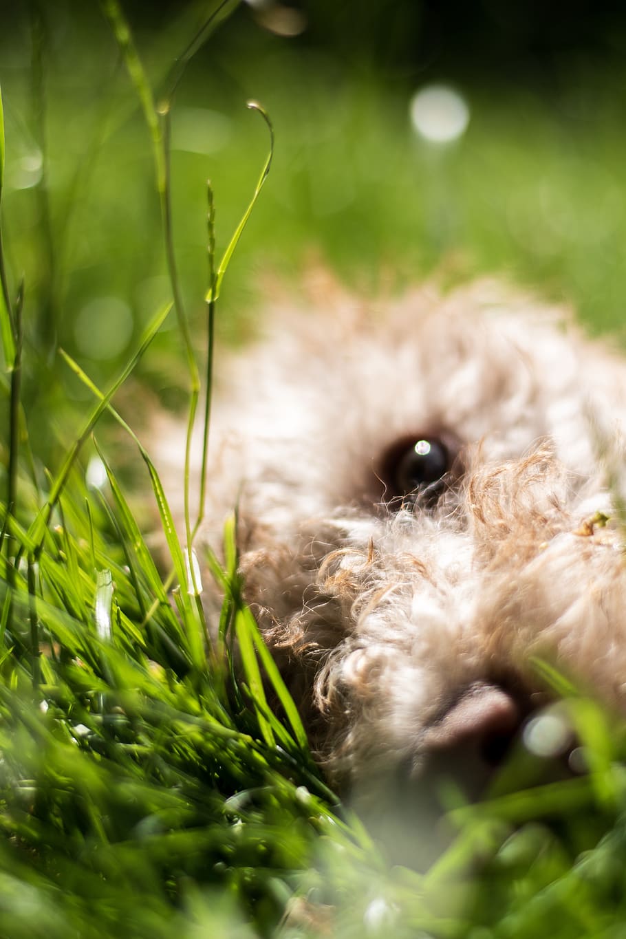 eye, dog, fur, cute, little, outdoors, outside, puppy, animal themes HD wallpaper