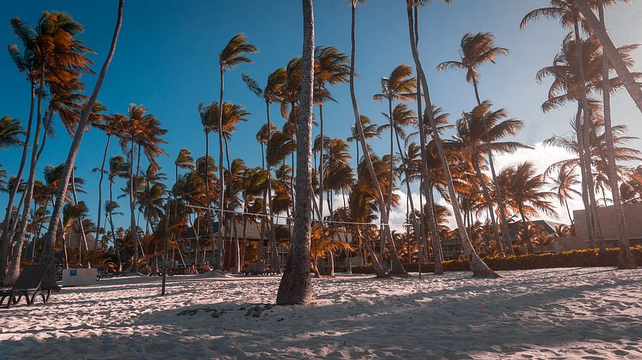Lanscape, palm tree, tropical climate, sky, plant, nature, beauty in nature HD wallpaper