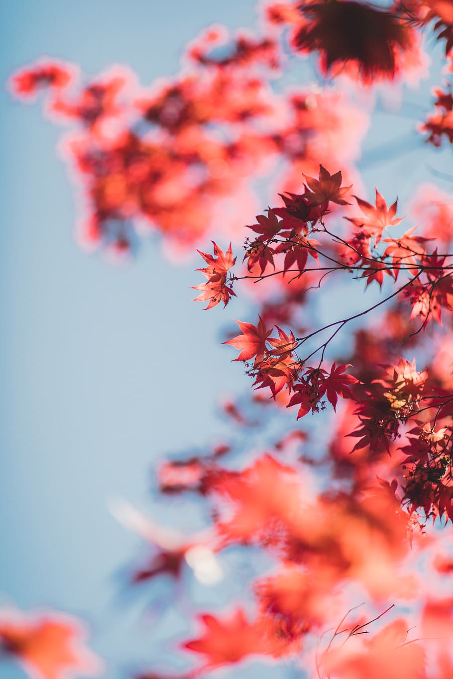 red maple leaves, plant, growth, beauty in nature, close-up, tree HD wallpaper