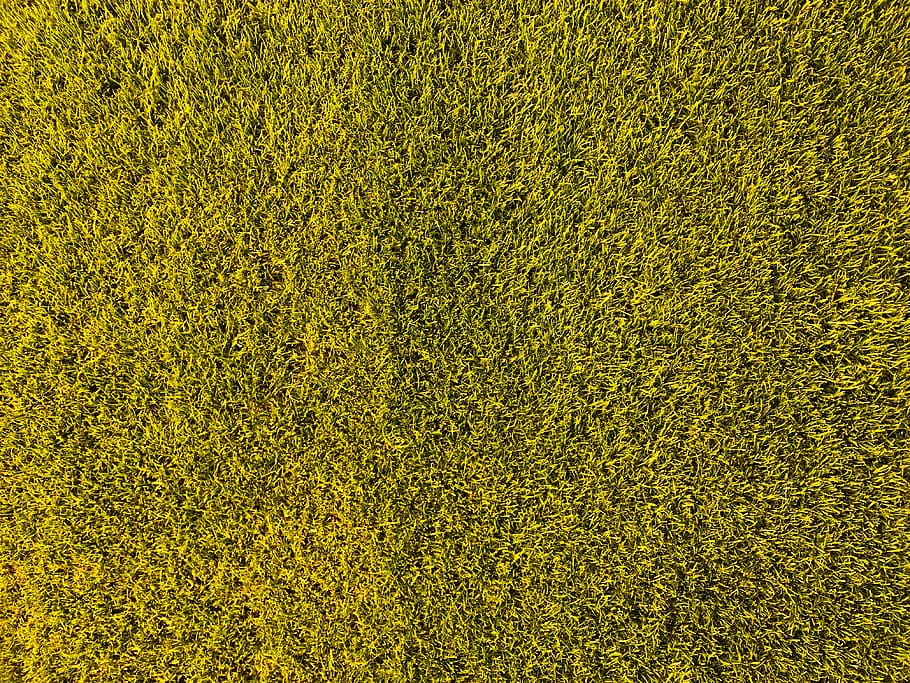 green grass field, leverkusen, bayarena, flora, plant, germany, HD wallpaper