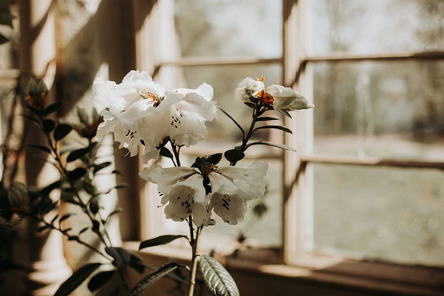white petaled flowers, plant, blossom, lake district, wray castle HD wallpaper