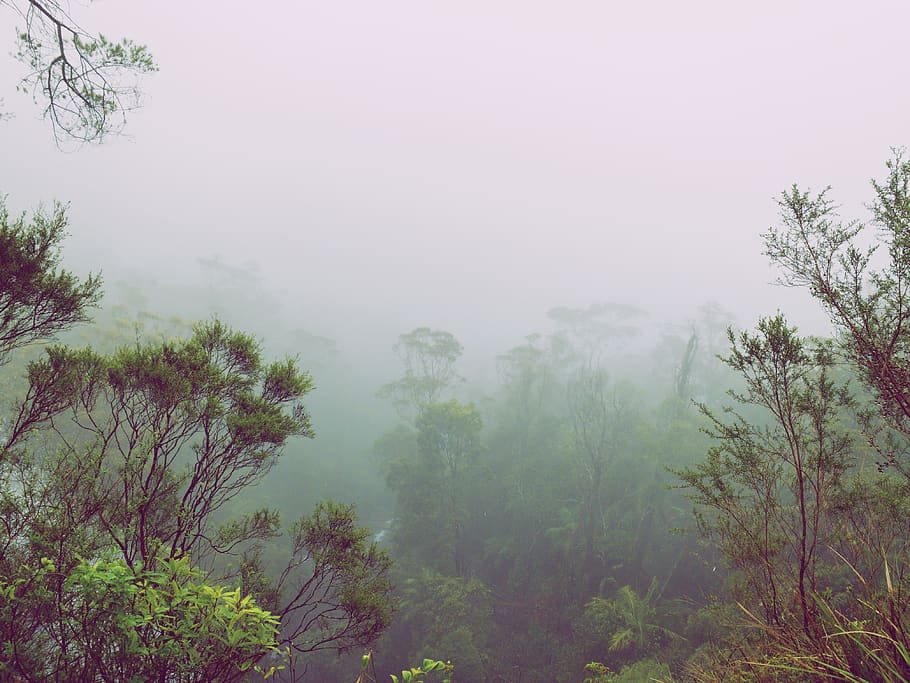 australia, springbrook, 2922 springbrook rd, fog, plant, tree HD wallpaper
