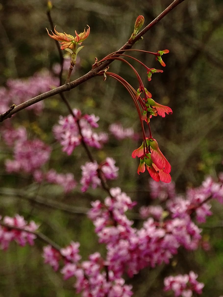 plant, flower, flowering plant, growth, beauty in nature, fragility HD wallpaper