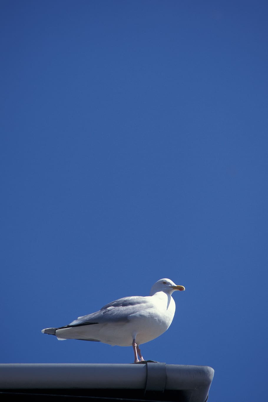 united kingdom, devon, seagull, sky, blue, summer, animal themes HD wallpaper