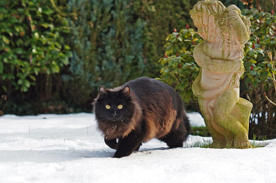 black, cat, pet, animal, loyal, friend, nature, ice, winter HD wallpaper