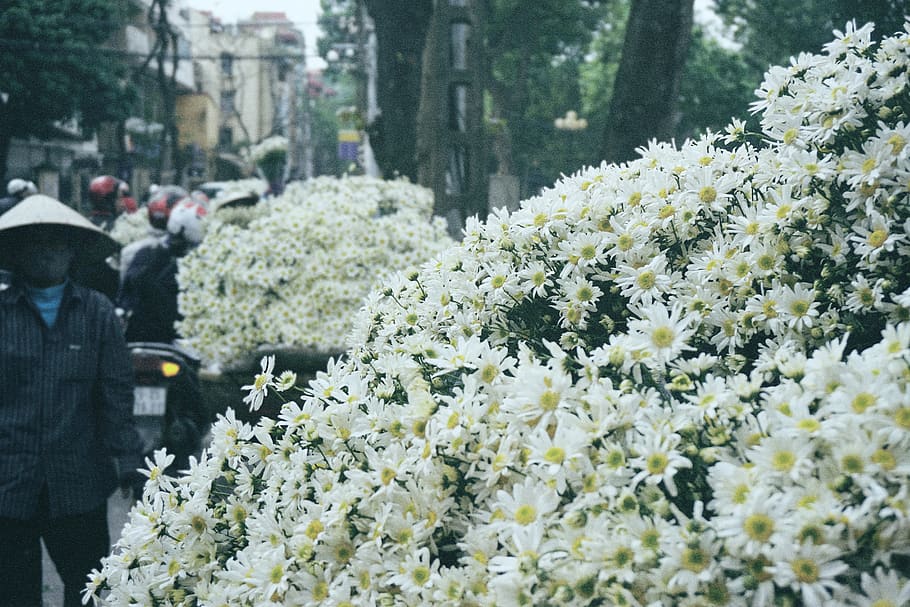 vietnam, hanoi, white, daisy, winter, moment, love, flowers, HD wallpaper