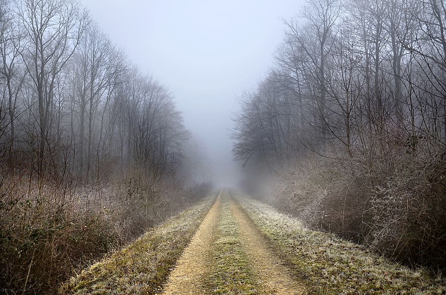 path, forest, winter, fog, trees, nature, landscape, wood, trail HD wallpaper