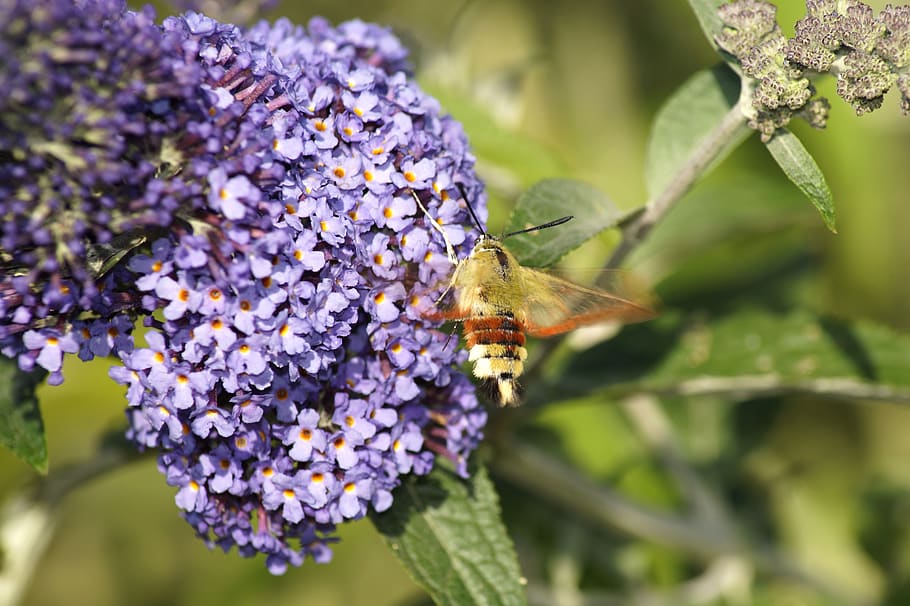 hummingbird hawk moth, insect, flower, wing, nature, dove tail HD wallpaper