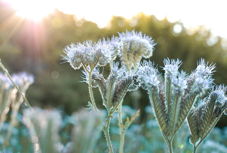 plant, growth, beauty in nature, focus on foreground, close-up HD wallpaper