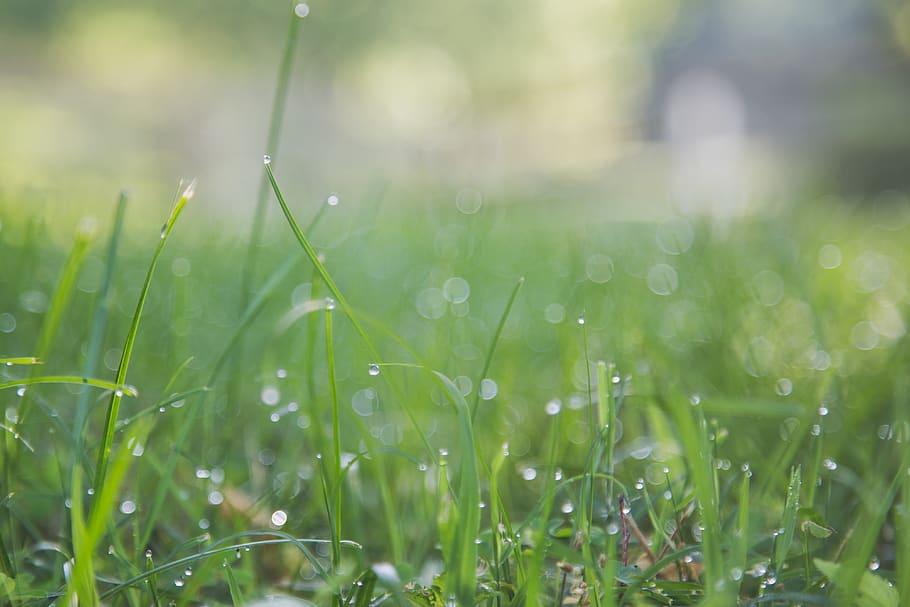 grass, dew, lawn, green, background, plant, selective focus HD wallpaper