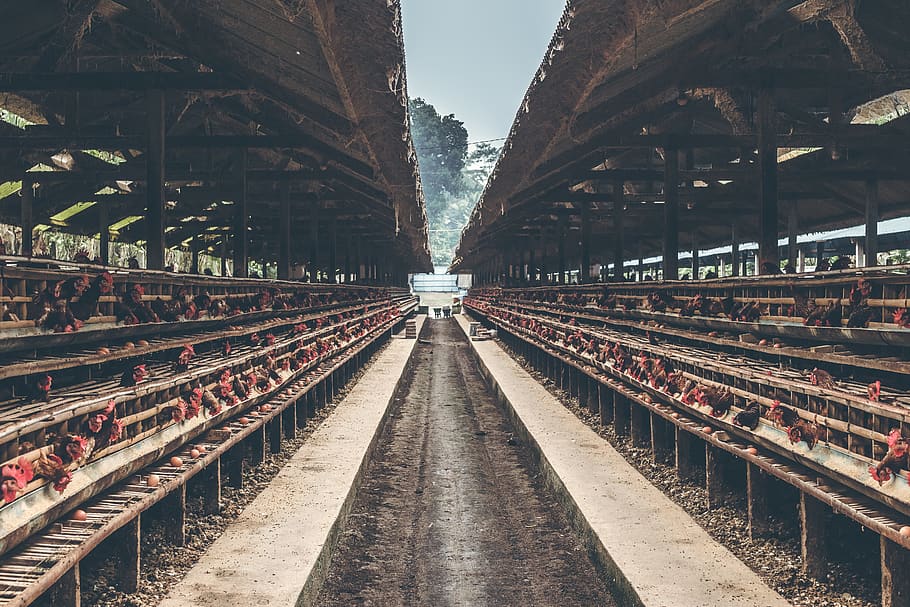 Brown Wooden Poultry, animals, building, chickens, commerce, daytime HD wallpaper