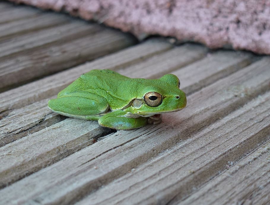 frog, green, rest, eyes, open, close up, boards, animal, wallpaper HD wallpaper