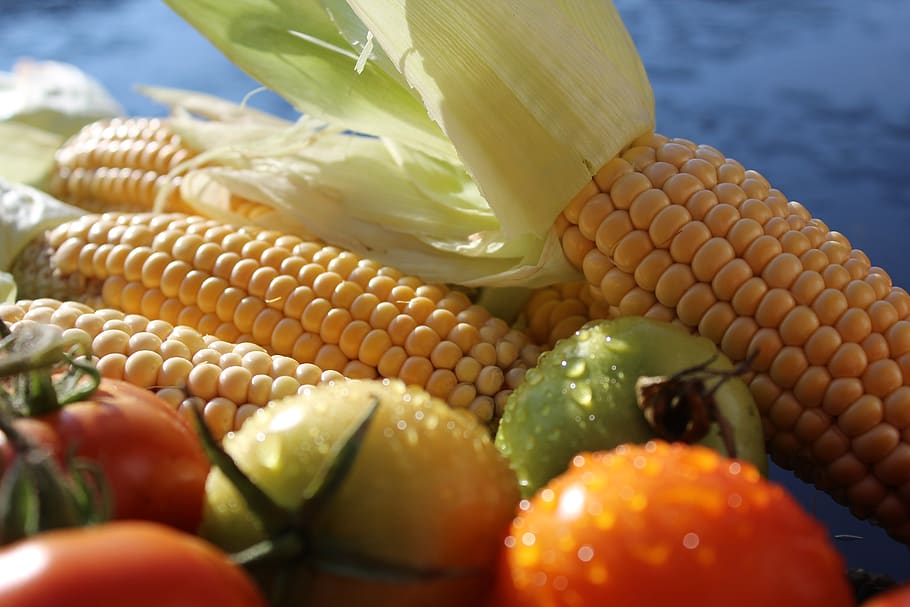 Corn and Fresh Tomato, food, harvest, tomatoes, vegetables, food and drink HD wallpaper
