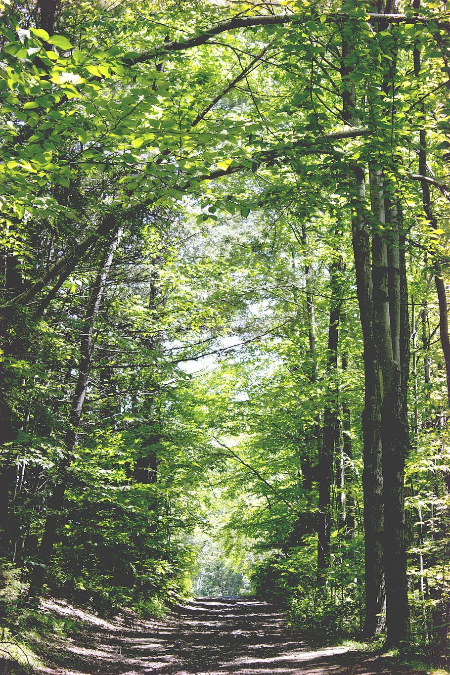 united states, underhill, trees, forest, trail, vermont, summer HD wallpaper