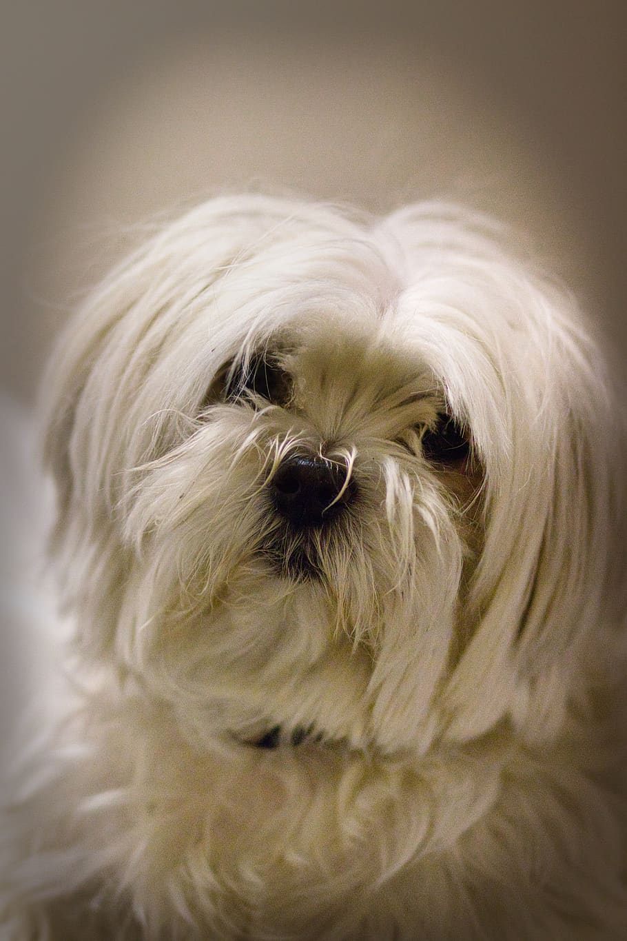 maja, maltese, dog, small, sweet, cute, long haired, white, HD wallpaper