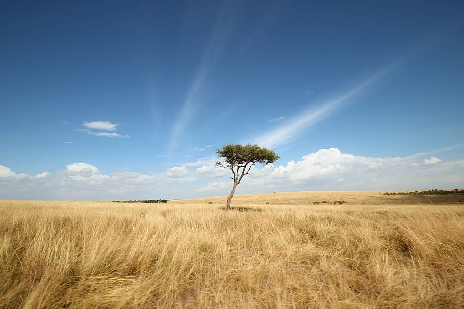 kenya, masai mara game reserve, savanna, acacia, vegetation, HD wallpaper