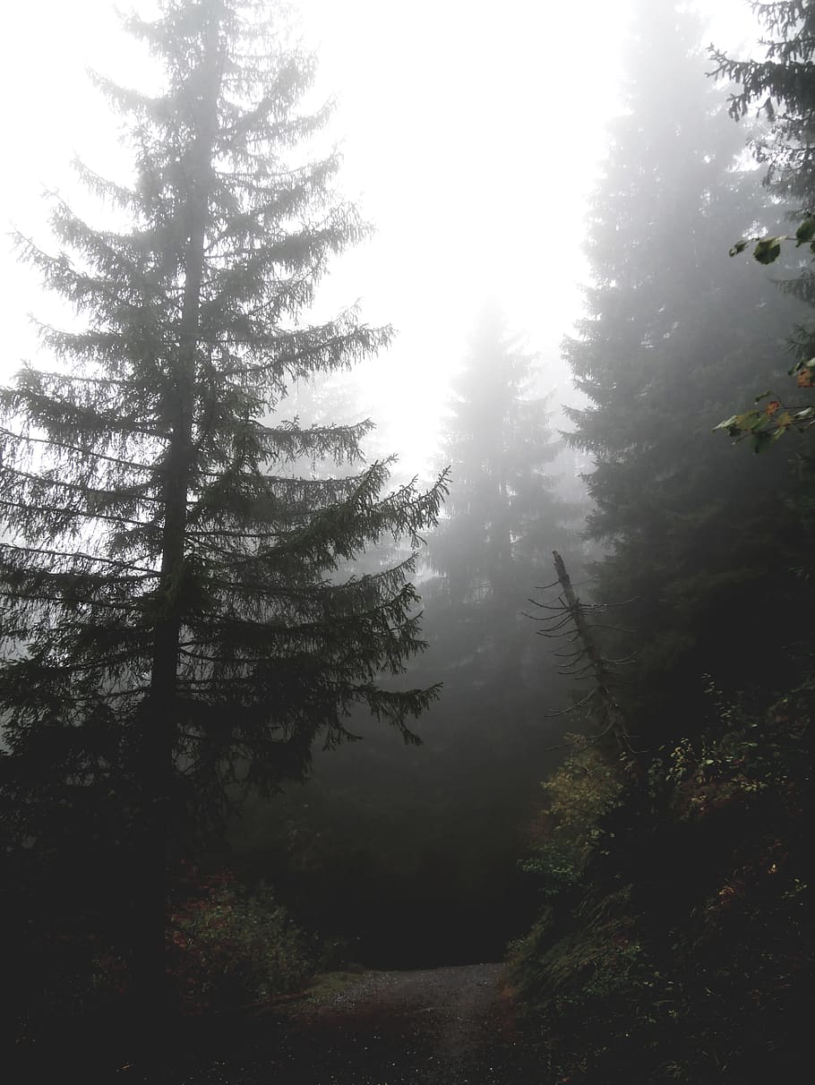 pine tree during fog, plant, beauty in nature, forest, tranquility HD wallpaper
