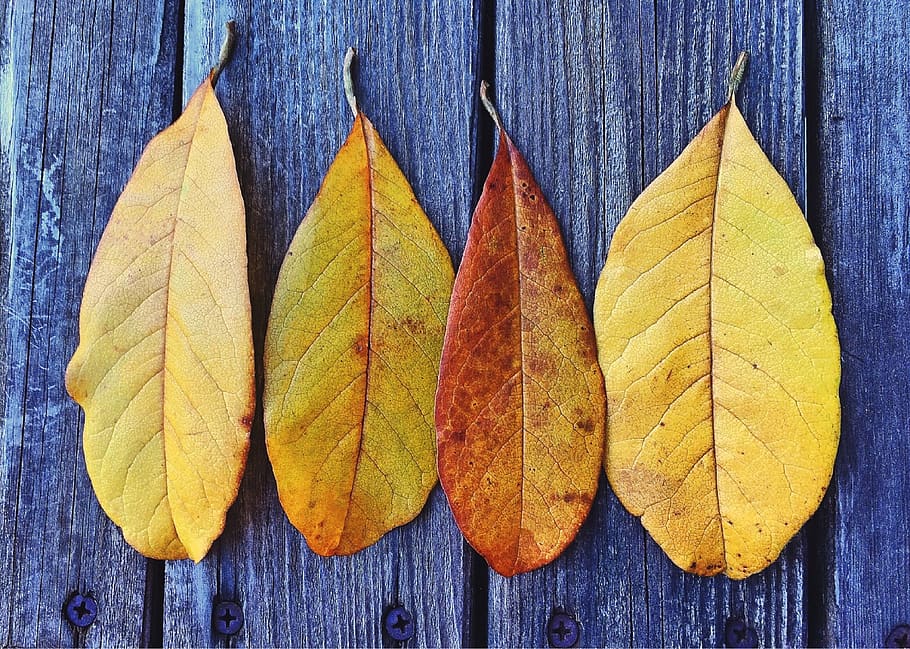 Four Brown Leaves, bright, close-up, colors, dried, dry, vibrant HD wallpaper