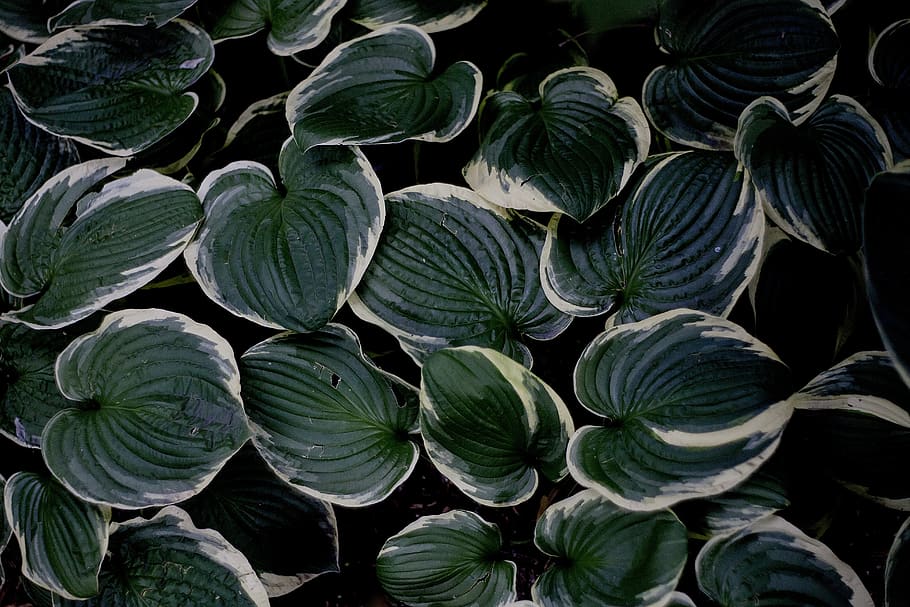foliage, decorative, dashing, leaf, geometric, plant, green HD wallpaper