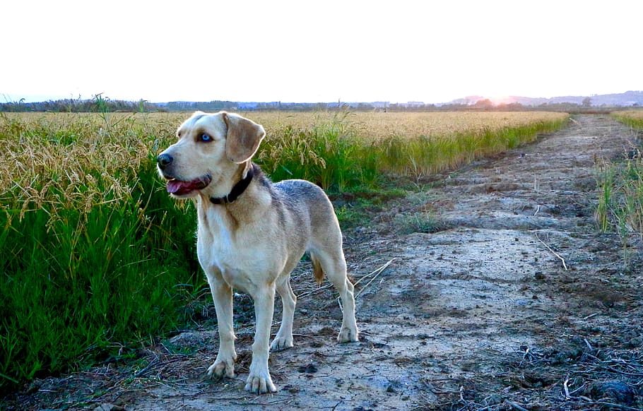 spain, gualta, carretera de mas pinell, canine, dog, domestic HD wallpaper