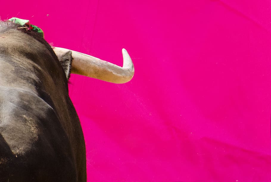 taureau, corne, rose, force, puissance, pink color, indoors HD wallpaper