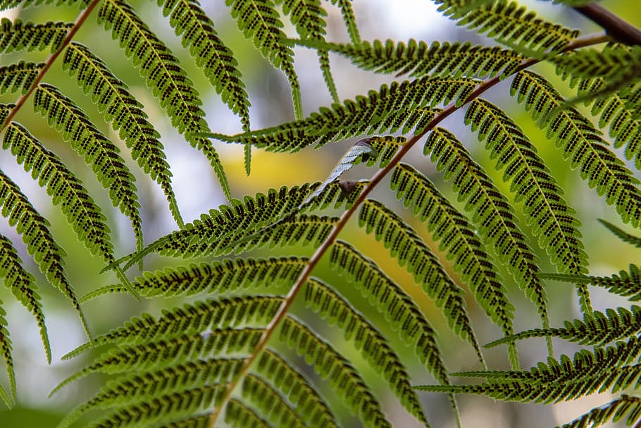 green-leaf leaves, green color, plant part, growth, palm tree HD wallpaper