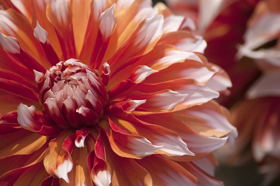 Photo of Red and White Flower, beautiful, bloom, blooming, blossom HD wallpaper