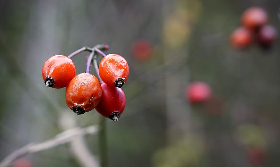 berries, red, fruit, wild, nature, season, mature, forest, floral HD wallpaper