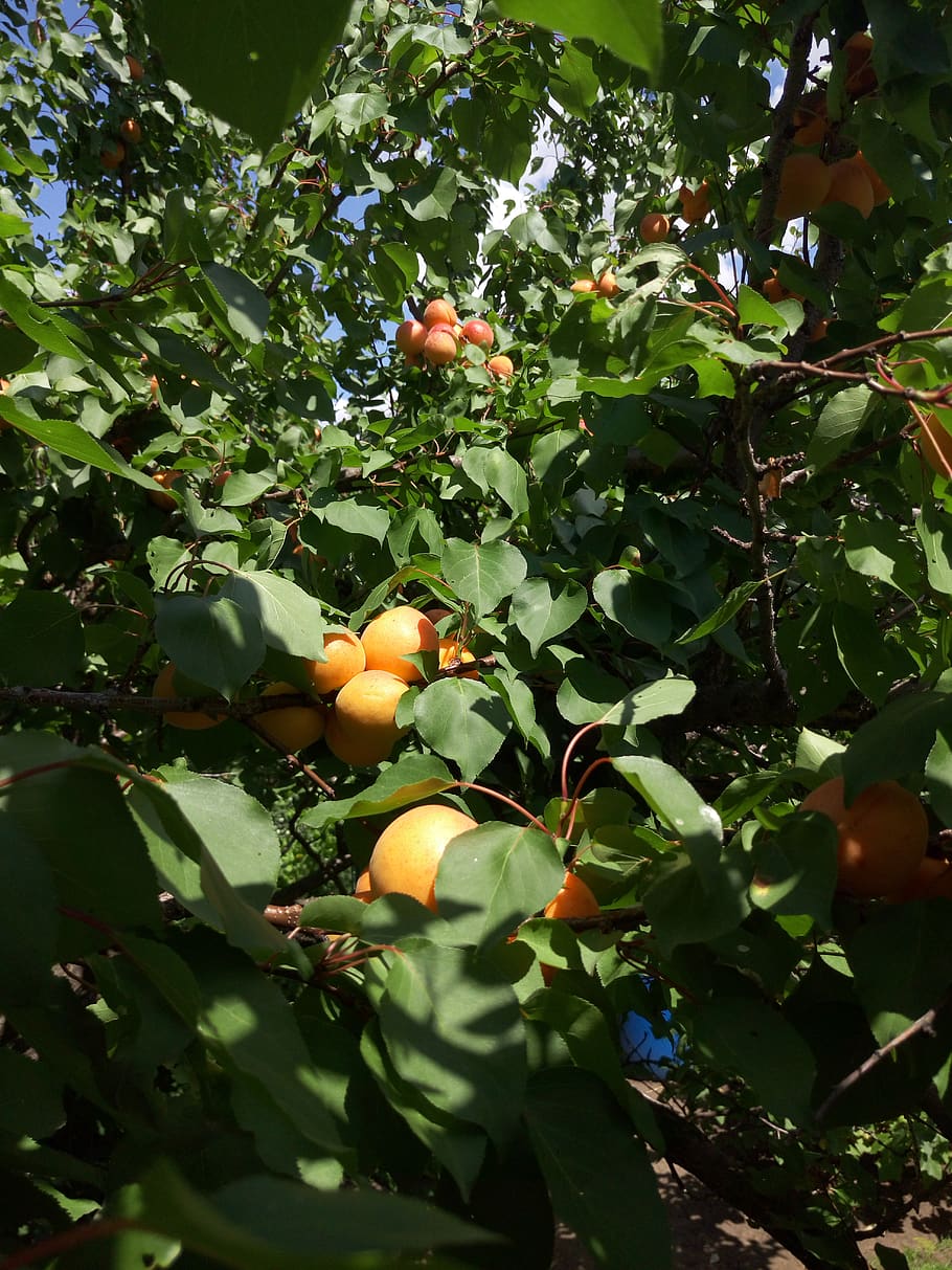 growth, fruit, plant, leaf, food and drink, tree, plant part HD wallpaper