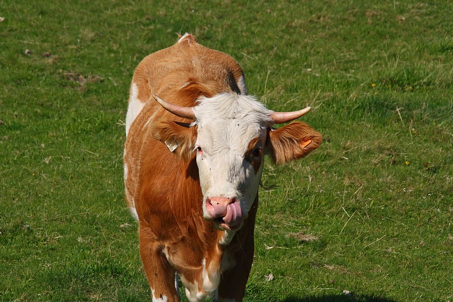 cow, pasture, alm, mountains, horns, ruminant, dairy cattle HD wallpaper