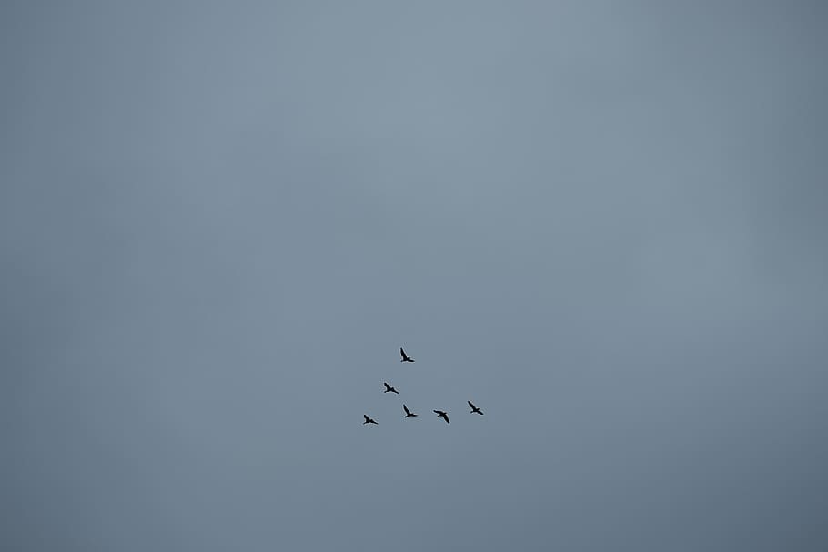 birds, iceland, sky, animal wildlife, animals in the wild, flying HD wallpaper