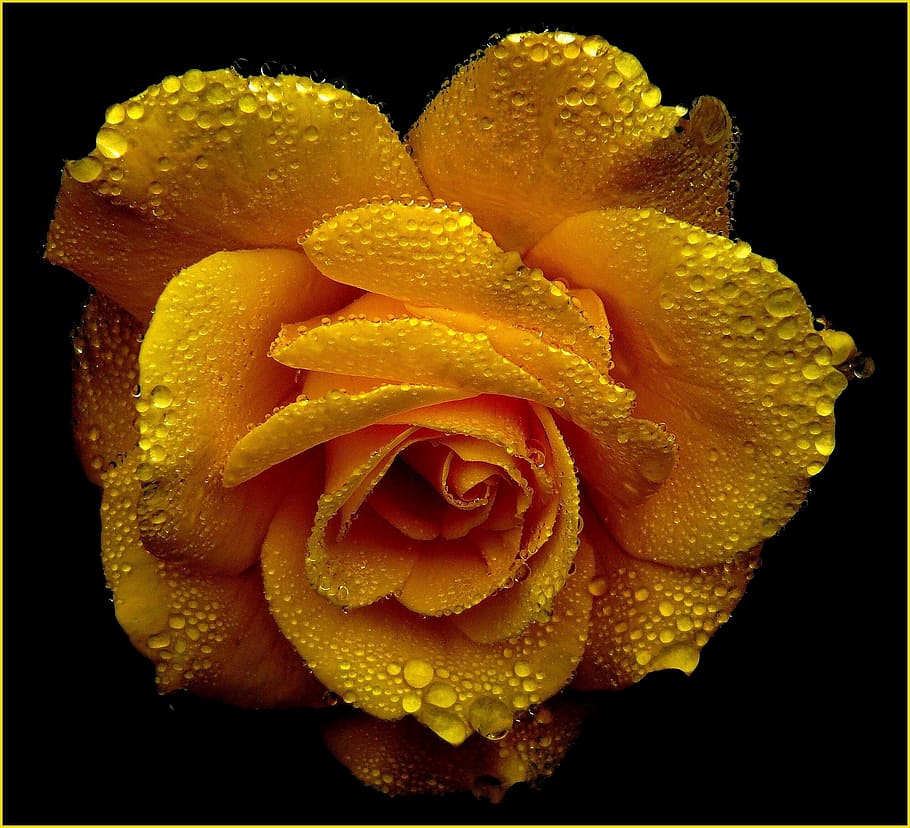 flower, nature, fresh, freshness, beauty, studio shot, black background HD wallpaper