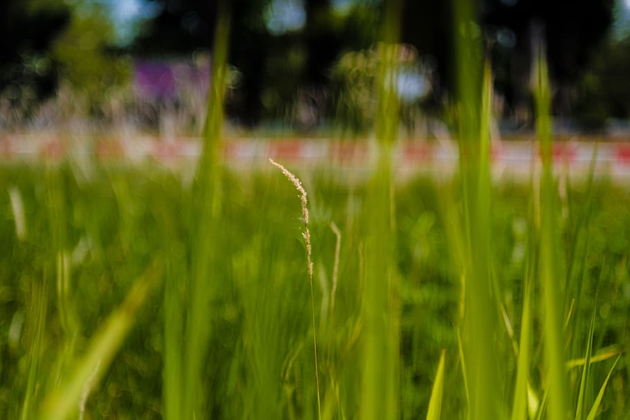 grass, plant, lawn, vegetation, agropyron, produce, food, grain HD wallpaper