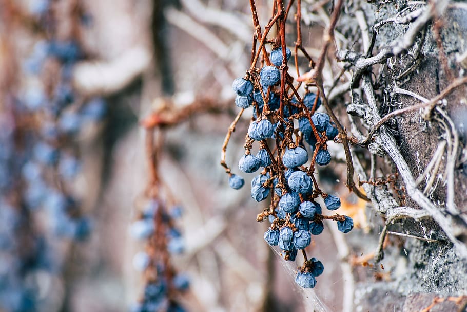 Closeup Photo of Blueberries, branch, bright, cold, creepers HD wallpaper