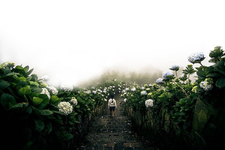 green, leaf, flower, plant, nature, garden, farm, field, fog HD wallpaper