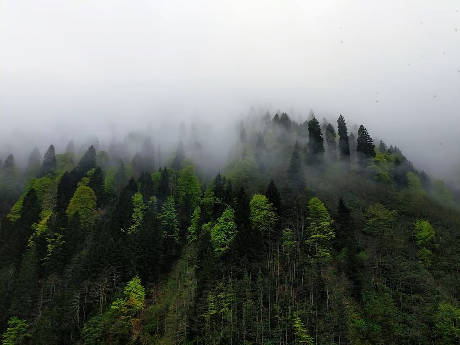 nature, abies, fir, tree, plant, outdoors, fog, turkey, ayder, HD wallpaper
