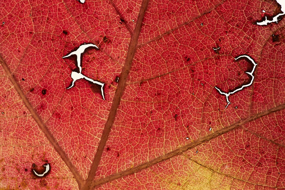 orange withered leaf, wallpaper, background, sign, animal wildlife HD wallpaper