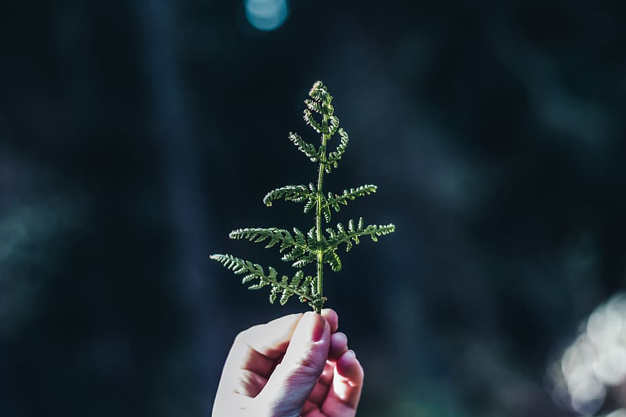 tree, fern, green, greenery, plant, plants, trees, forest, human hand HD wallpaper
