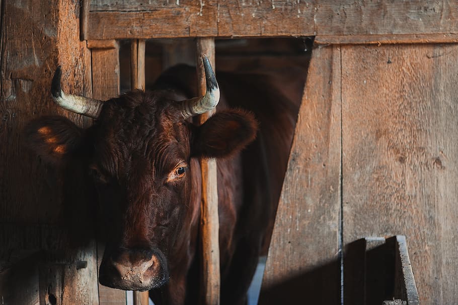 black cow inside barn, mammal, animal themes, domestic animals HD wallpaper