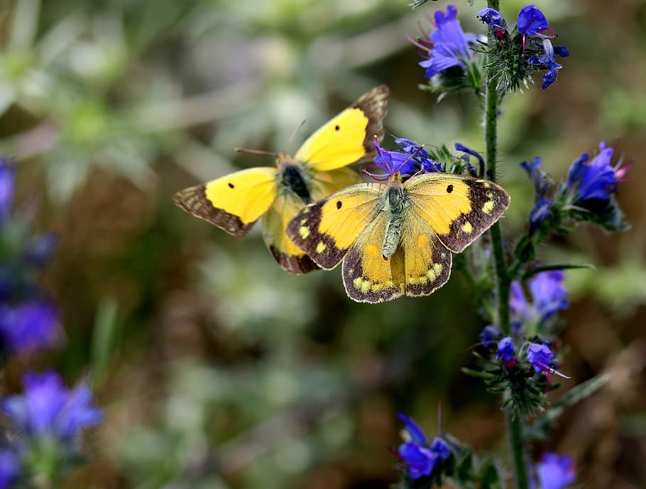 butterfly, yellow, pair, two, flower, insect, nature, wings HD wallpaper