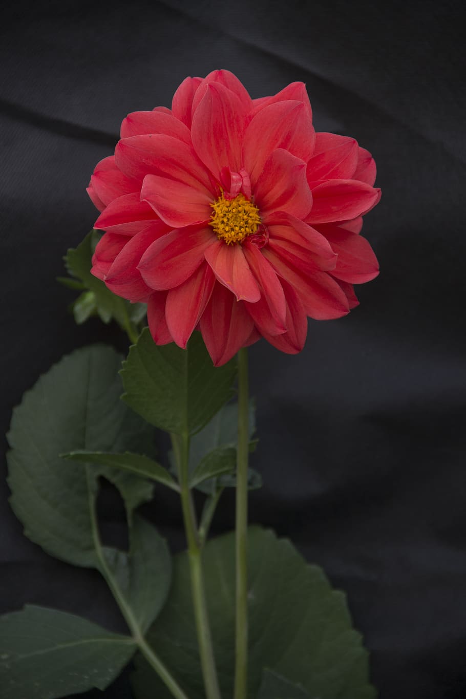flower, red, bloom, beautiful, tsiniya, flowering plant, fragility HD wallpaper