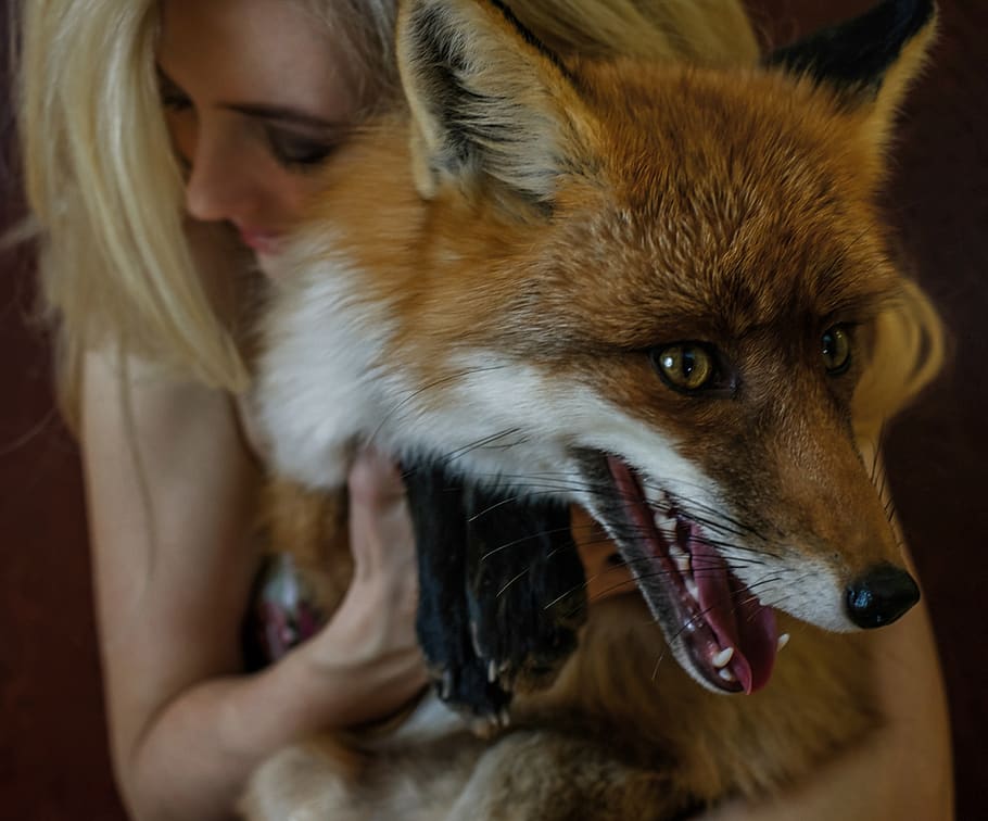 dog, fox, animals, portrait, pet, living nature, girl, model HD wallpaper