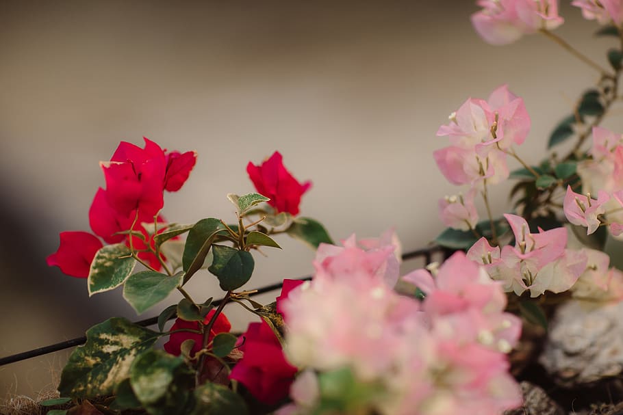 red petaled flowers, plant, rose, blossom, geranium, flower arrangement HD wallpaper