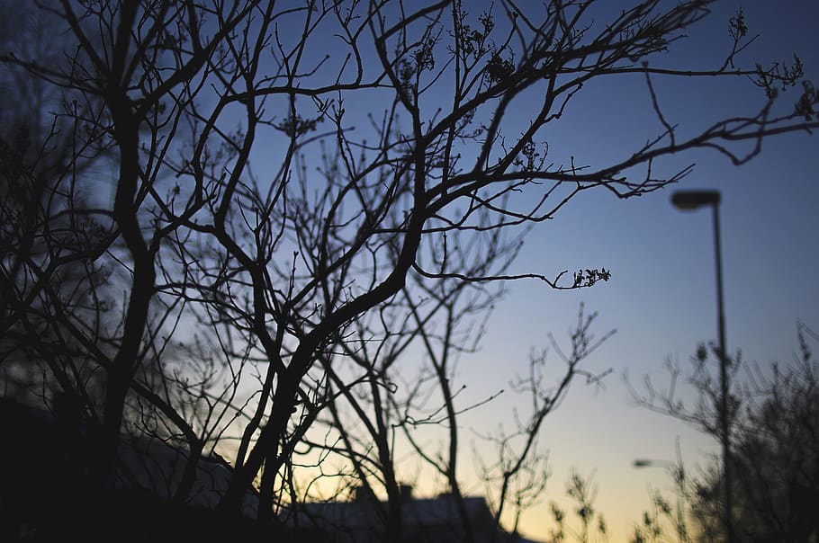 Green Leaf Tree during Night Time, backlit, blue sky, branch HD wallpaper